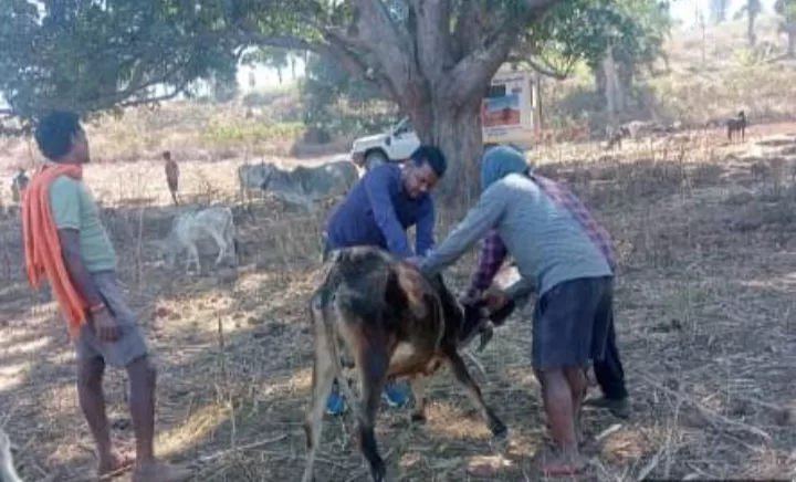 ग्रामीण क्षेत्रों में पशु चिकित्सा सेवाओं का विस्तारपशुधन को मिल रहा समय पर उपचार