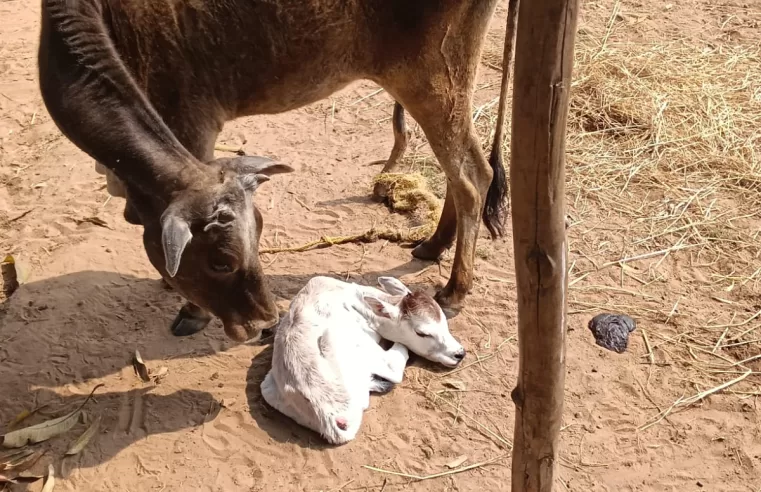 जन्मजात विकृति से जूझ रहे बछड़े को मिला नया जीवनतत्परता और कुशल शल्यक्रिया से पशुपालक को मिली बड़ी राहत