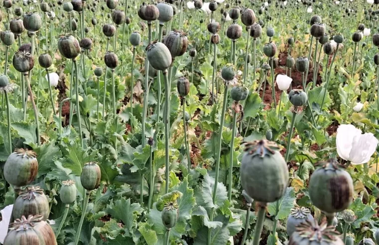 अवैध अफीम की खेती पर पुलिस का एक्शन, 5–6 एकड़ में लगी फसल नष्ट