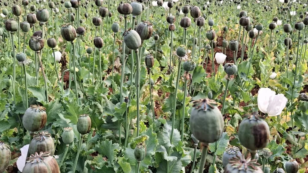 अवैध अफीम की खेती पर पुलिस का एक्शन, 5–6 एकड़ में लगी फसल नष्ट