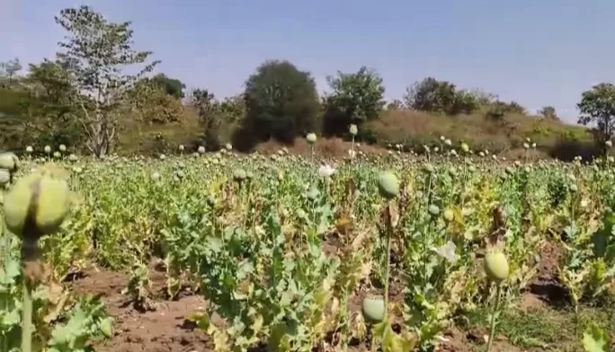 छत्तीसगढ़ में अवैध अफीम की खेती को लेकर एक बार फिर गंभीर सवाल खड़े हो रहे हैं।